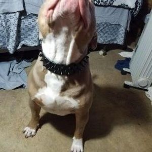 Meet your Posher, Hector